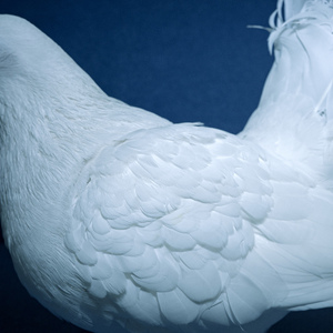 旧番H无码里番6080在线观看
